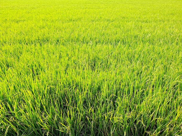 Gold und grüner Reisfeldhintergrund