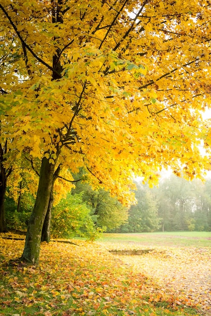 Gold und grüner Wald im Herbst in Europa