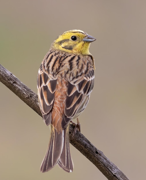 Goldammer Emberiza citrinella Ein Vogel sitzt auf einem Ast