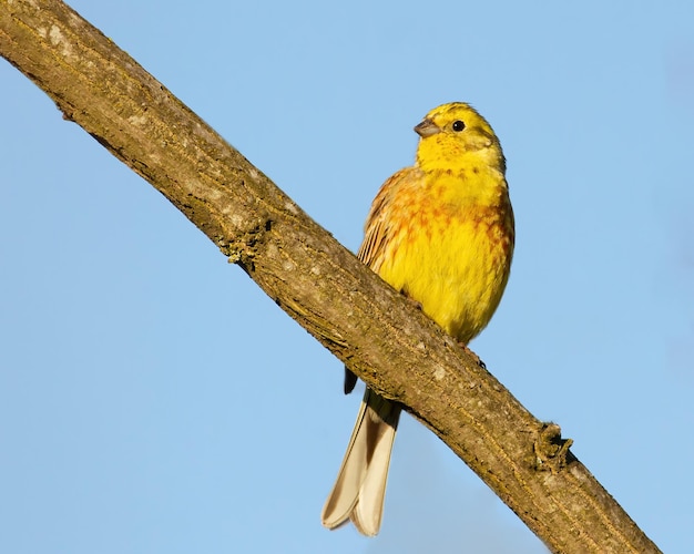 Goldammer Emberiza citrinella Ein Vogel sitzt auf einem Ast