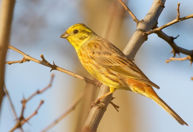 Goldammer Emberiza citrinella Ein Vogel sitzt auf einem Ast