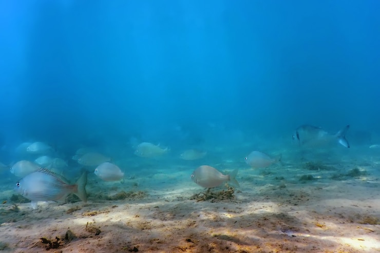 Foto goldbrasse schule unter wasser (sparus aurata), orata, dorada, unterwasserwelt