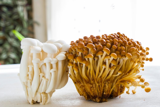 Goldbraune und weiße asiatische Enoki-Pilze Gemüse-Hintergrundpilze