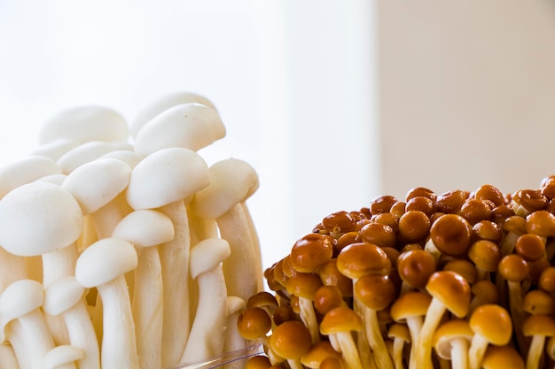 Goldbraune und weiße asiatische Enoki-Pilze, Gemüse-Hintergrundpilze.