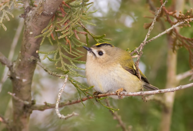 Goldcrest se asienta sobre una rama delgada de una tuya