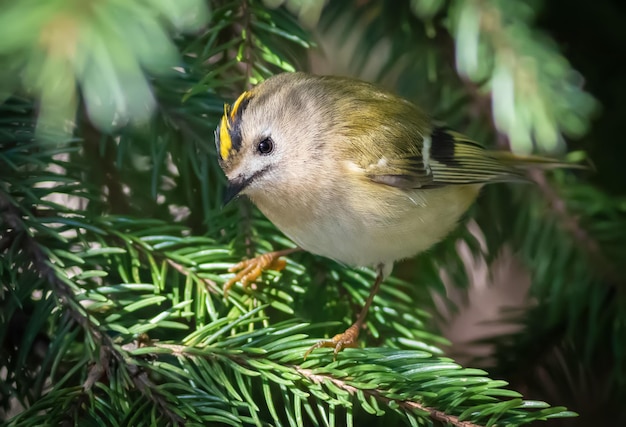 Goldcrest Regulus regulus El ave más pequeña de Eurasia