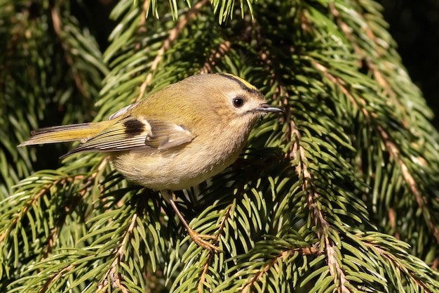 Goldcrest Regulus regulus O menor pássaro da Eurásia Manhã ensolarada um pássaro se senta em um galho de abeto