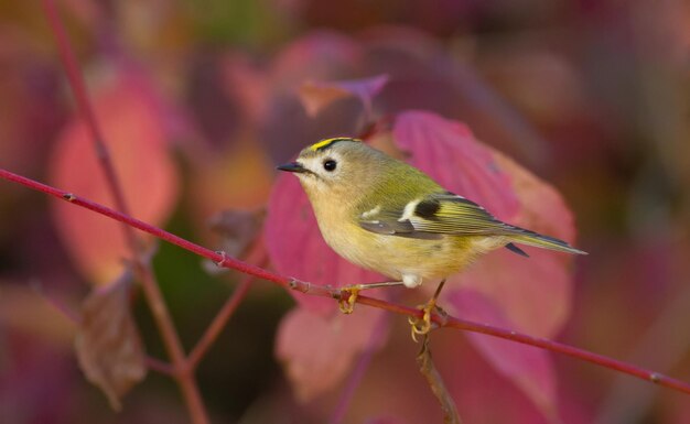 Goldcrest Regulus regulus O menor pássaro da Eurásia senta-se em um galho