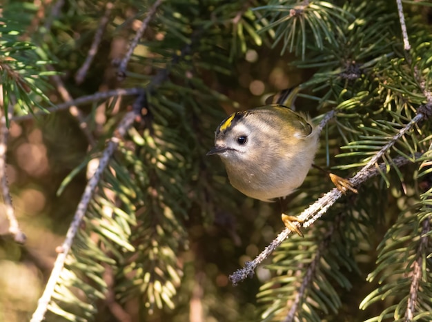 Goldcrest Regulus regulus Un pajarito se sienta en una rama de abeto