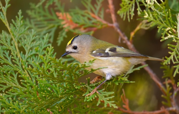 Goldcrest regulus regulus El pájaro más pequeño de Eurasia se sienta en una rama de árbol thuja