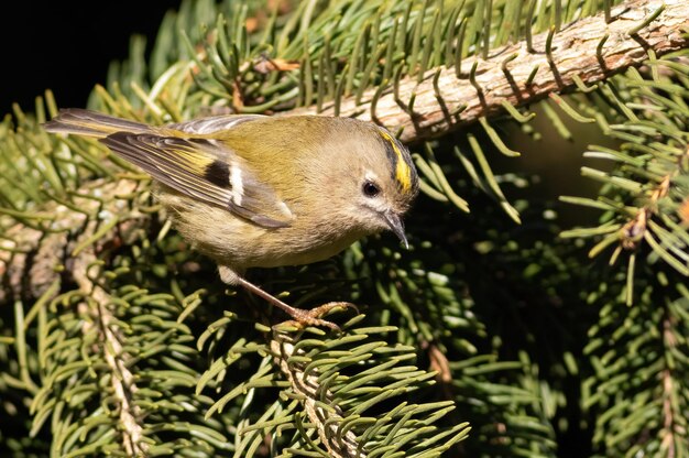 Goldcrest regulus regulus El pájaro más pequeño de Eurasia