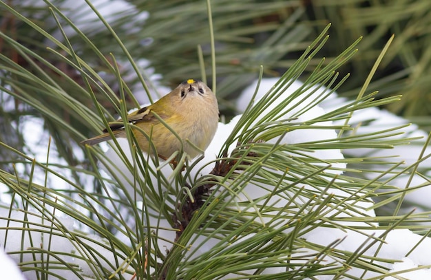 Goldcrest Regulus regulus Un pájaro se sienta en las agujas de un pino