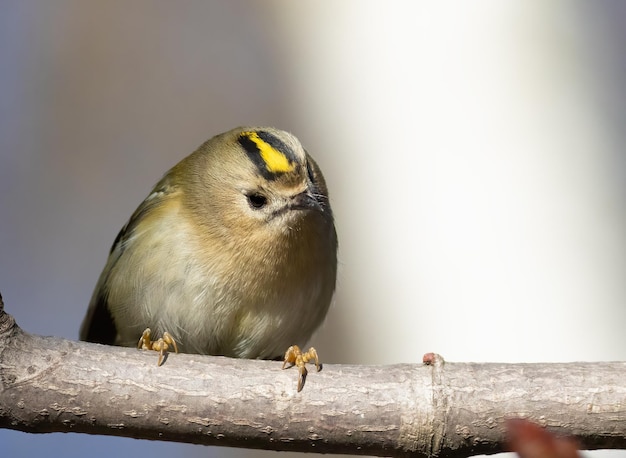 Goldcrest Regulus regulus El pájaro se sienta en un primer plano de rama de árbol