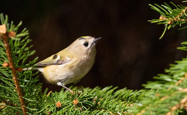 Goldcrest Regulus regulus Un pájaro se sienta en una rama de abeto