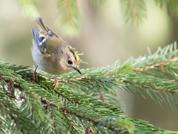 Goldcrest Regulus regulus Un pájaro se sienta en una rama de abeto