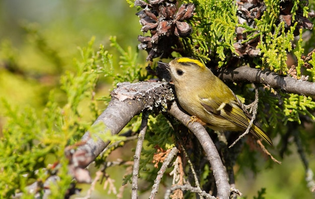 Goldcrest regulus regulus En una soleada mañana de otoño, un pájaro se sienta en una rama de thuja