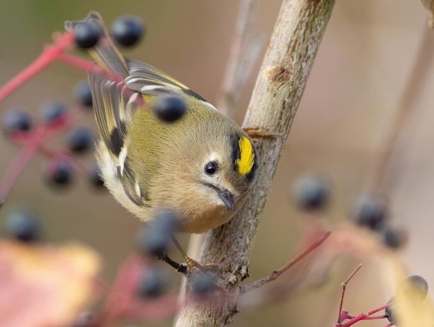 Goldcrest Regulus regulus Um lindo pássaro senta-se em um galho de arbusto entre as bagas