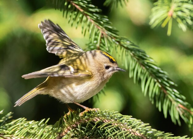 Goldcrest Regulus regulus Um pássaro bate as asas enquanto está sentado em um galho