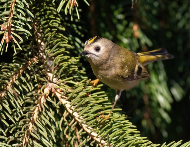 Goldcrest Regulus regulus Um pássaro senta-se em agulhas de abeto