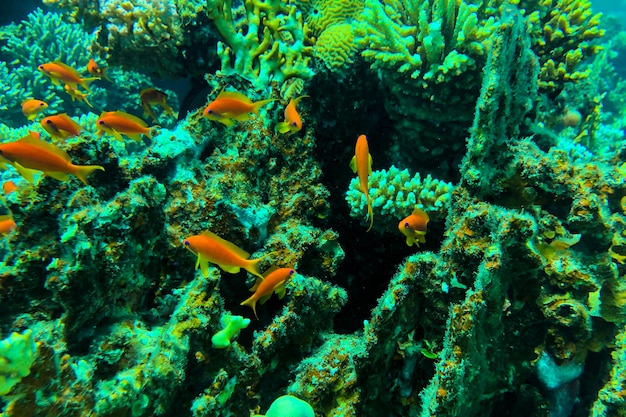 Golden anthias pseudanthias squamipinnis en el mar