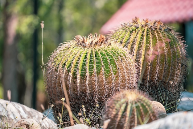 Golden Barrel Cactus (Echinocactus Grusonii) in einem trockenen Garten Hintergrund, Nahaufnahme