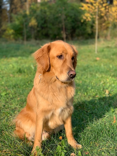 Golden Bright Retriever olhando tristemente sentado no campo