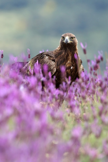 Golden Eagle entre flores violetas con las primeras luces del amanecer