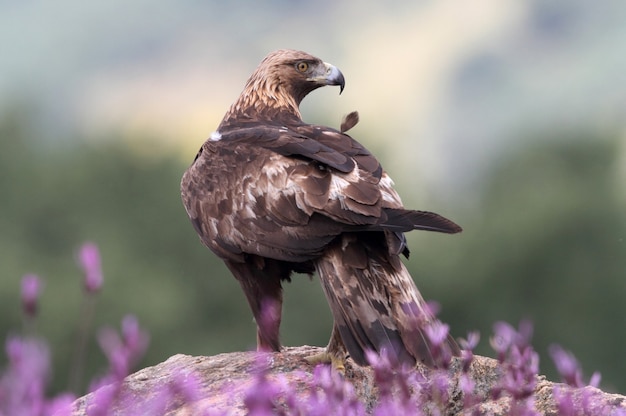 Golden Eagle entre flores violetas con las primeras luces del amanecer