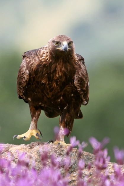 Foto golden eagle hembra adulta entre flores de color púrpura con las primeras luces del amanecer