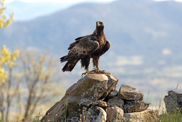 Golden Eagle macho adulto en un bosque de robles con la primera luz del día