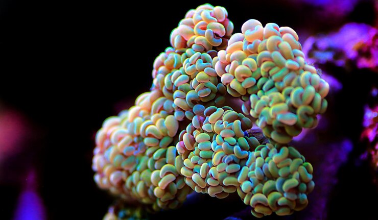 Foto golden euphyllia crtistata, coral lps raro em tanque de aquário de recife