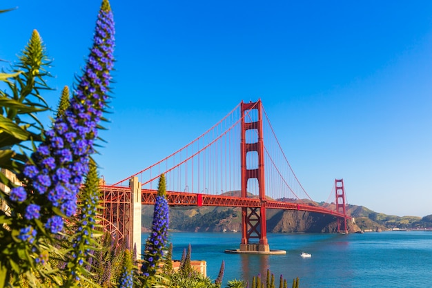 Golden Gate Bridge San Francisco flores roxas Califórnia