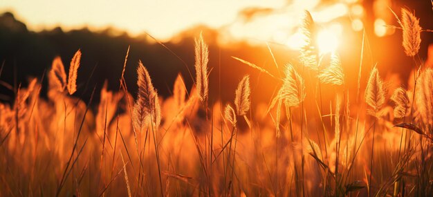 Golden Hour Serenity Majestic Campo de hierba alta con AI generativa de puesta de sol mejorada