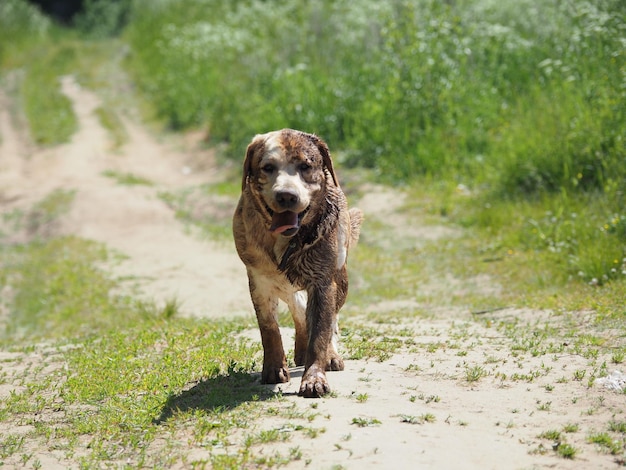 Golden Labrador andando na luz natural do parque primavera