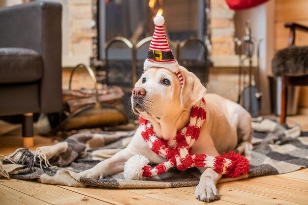 Golden Labrador Retriever em um lenço de Natal repousa sobre uma manta em uma casa de madeira perto de uma lareira a lenha