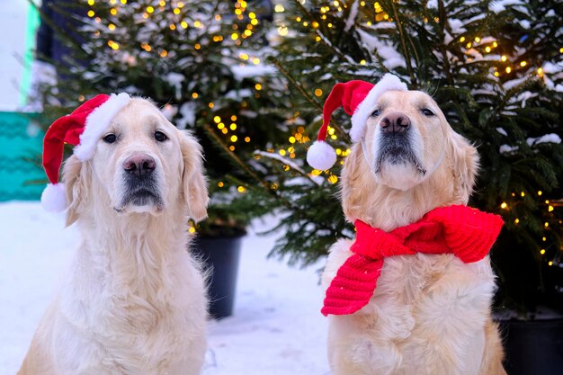 Foto golden labrador retriever en un sombrero de santa claus luces de navidad en los árboles