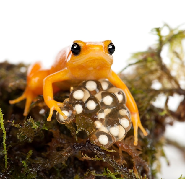 Foto golden mantella protegiendo sus huevos, mantella aurantiaca, retrato contra el fondo blanco.