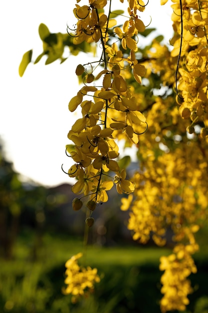 Golden Rain Tree Flores amarillas de la especie Cassia fistula con enfoque selectivo