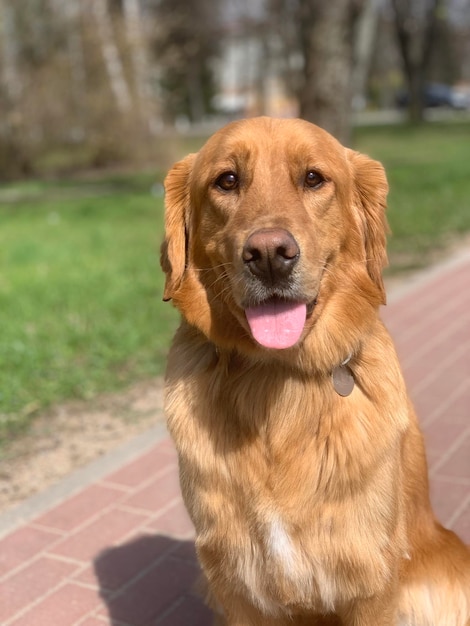 Golden red golden retriever americano sentado com a língua de fora em uma bela floresta de verão