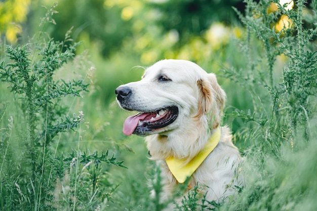 Golden Retrieever usando lenço na grama