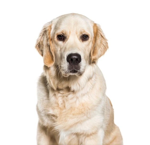 Golden Retriever, 10 meses de idade, na frente de um fundo branco