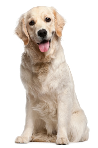 Golden Retriever, 10 meses, sentado