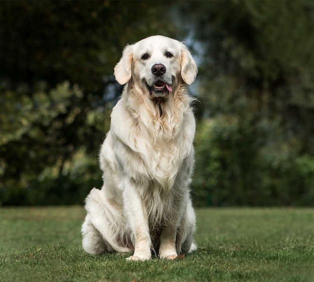 Golden Retriever, de 2 años, en el parque