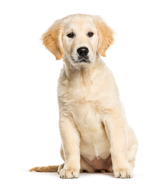 Golden Retriever, 3 meses de idade, sentado em frente a um fundo branco