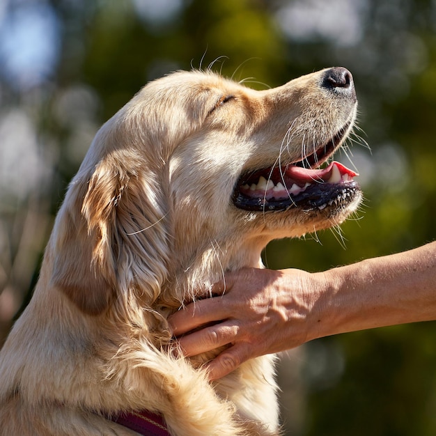 Golden Retriever als Haustier – treuer Partnerfreund fürs Leben