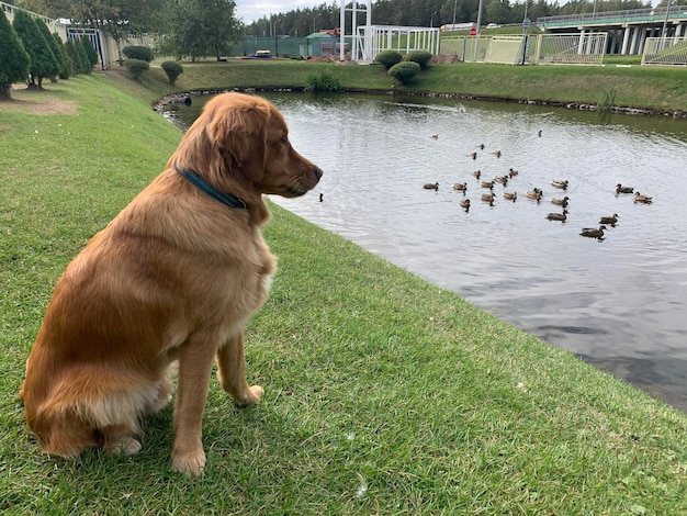 Golden retriever americano senta-se na margem de uma lagoa e parece lamber os patos