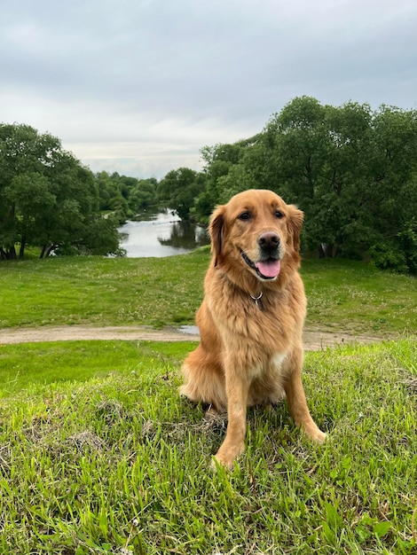 un golden retriever americano se sienta en una colina con un río detrás