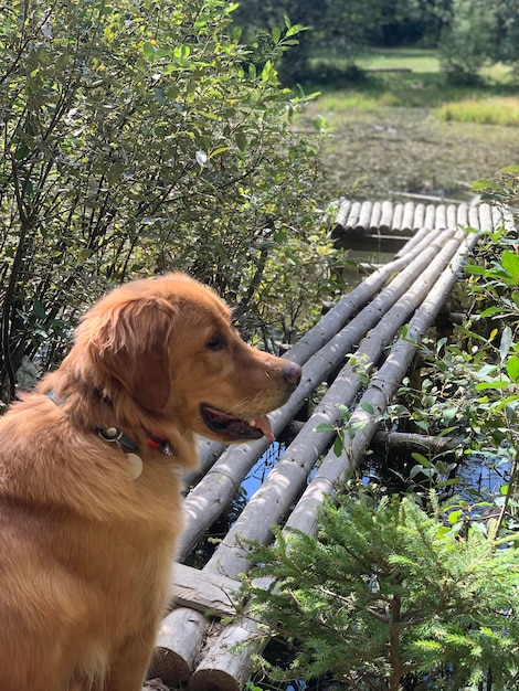 Un golden retriever americano se sienta en la orilla de un estanque al lado de un embarcadero en el muelle del bosque