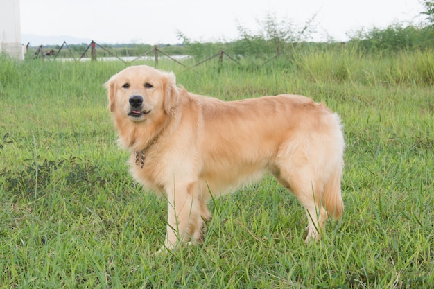 Golden retriever auf dem grünen Gras