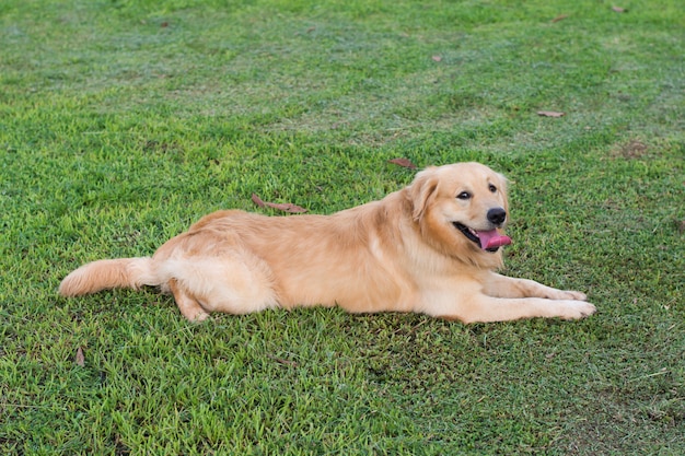 Golden retriever auf dem grünen Gras